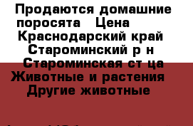 Продаются домашние поросята › Цена ­ 250 - Краснодарский край, Староминский р-н, Староминская ст-ца Животные и растения » Другие животные   